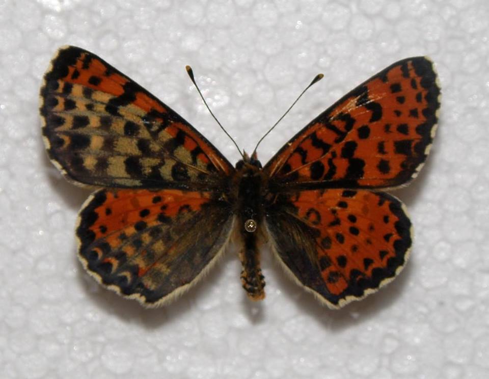 Melitaea didyma gynandro (Internet Image property of respective owner, non-commercial use only)